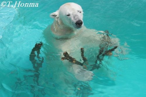 ５月２６日のキロル君　朝の挨拶編　　浜松市動物園