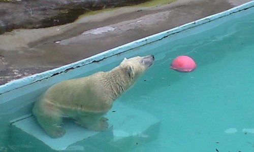 今日のキロルくん ６月２４日 浜松市動物園