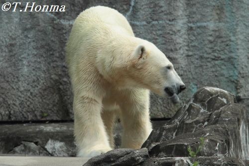 6月23日 キロル 浜松市動物園 開園から30分