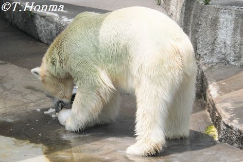 キロルのボウル遊び　その3/4  ６月２３日