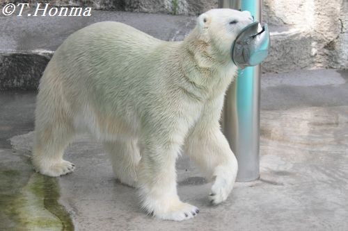 キロルのボウル遊び　その4/4  ６月２３日