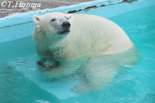 ６月２３日　キロル　浜松市動物園 14時半～閉園まで