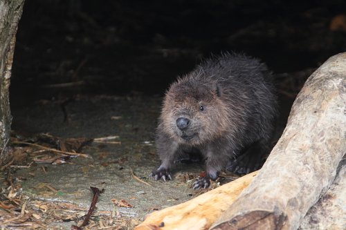 ビーバー赤ちゃん育ってます　浜松市動物園