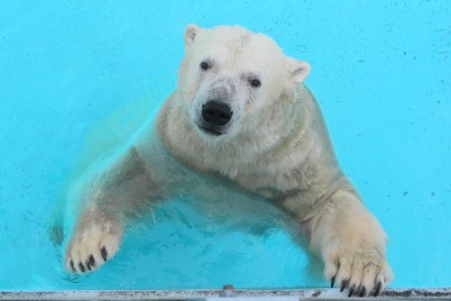 浜松市動物園　１０月４日のキロル前編