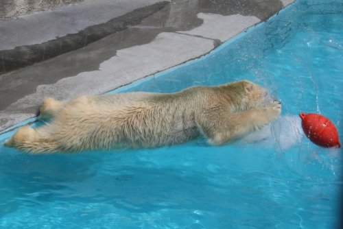 浜松市動物園　１０月４日のキロル後編