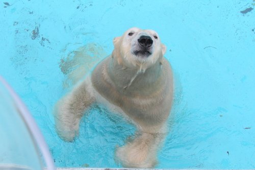 １１月のキロル　１６日　浜松市動物園