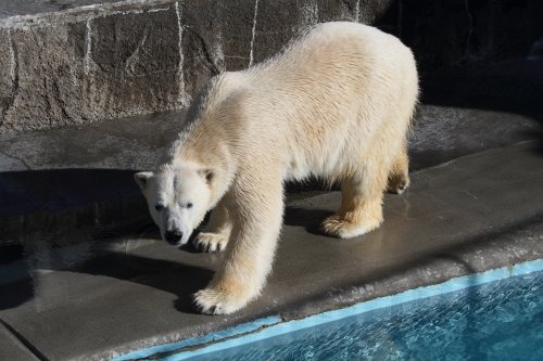 バレンタインキロル　２月１４日　浜松市動物園