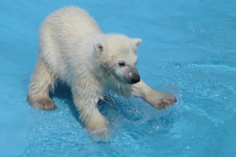 4月30日　円山動物園　プール開き