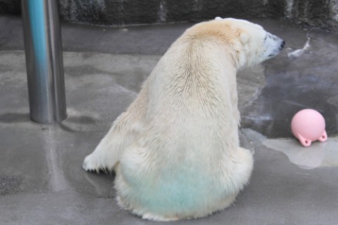 5月16日のキロル 浜松市動物園