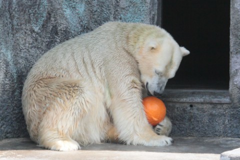 7月11日浜松市動物園　キロル　抜粋