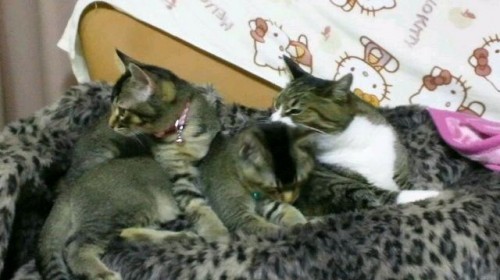 ３ニャンズ