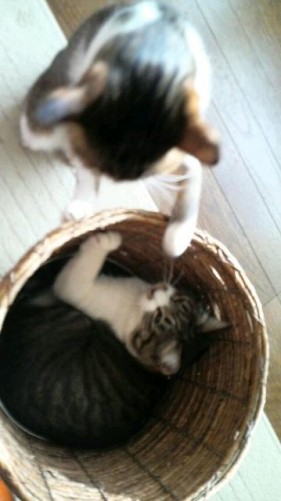 目まぐるしい日々～充実ダァー！ダァー！