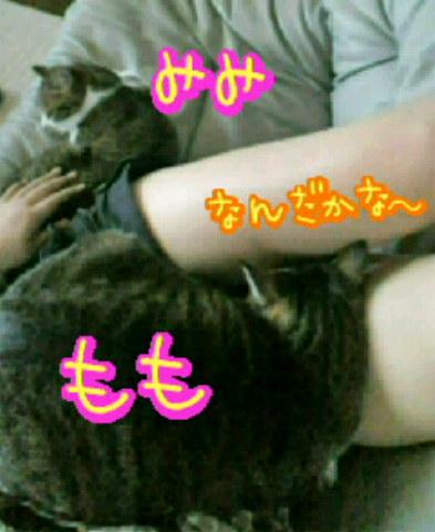 ちわ( *´艸`*)