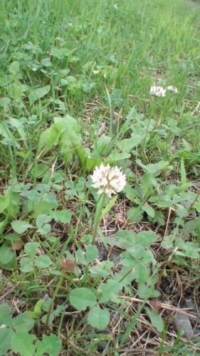 しろつめくさ…in鉄矢家（豊頃）