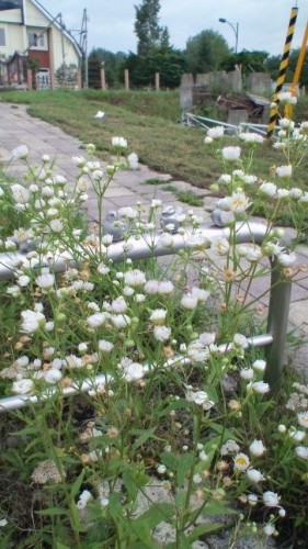 すずめ？…in鉄矢家