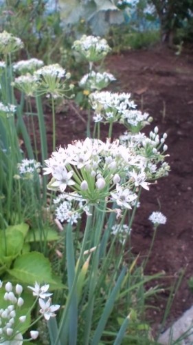 これは？何の？花？…in鉄矢家