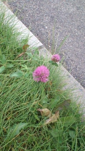 アカツメ草？…in鉄矢家