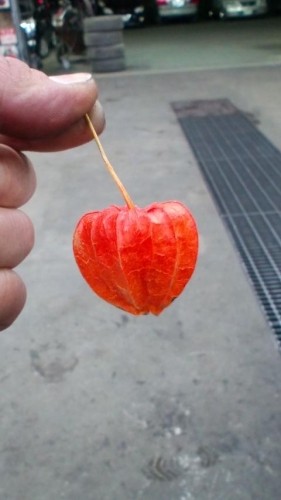 ほおずき！？…in鉄矢家
