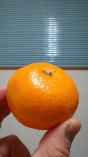 冬はみかん星人？…in鉄矢家