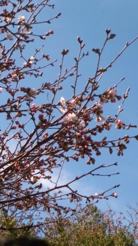 豊頃、桜、タンポポ！…in鉄矢家