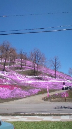 ぶら鉄矢（芝桜！）…in鉄矢家