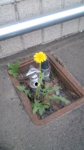 ダンデライオン…in鉄矢家
