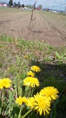 晴天!北見!しかしオイラは(汗)…in鉄矢家