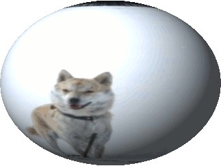 レイラの事その2