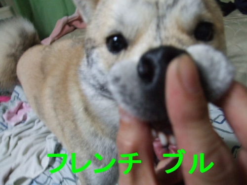 厚真系北海道犬 嶺羅