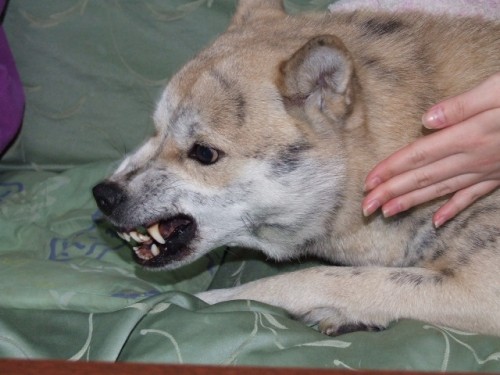 北海道犬の牙