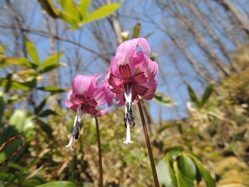 山へ　～ヒグマに負けた“(`(エ)´)ノ彡