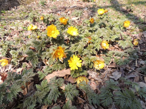 緑ヶ丘公園