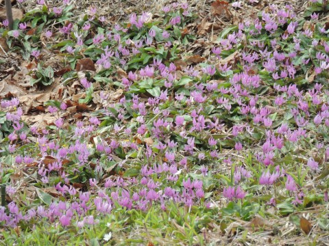 秘密の花園。。。(*≧∀≦*)