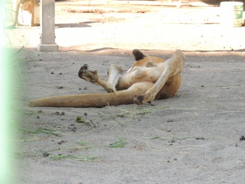 孫っちと動物園♪