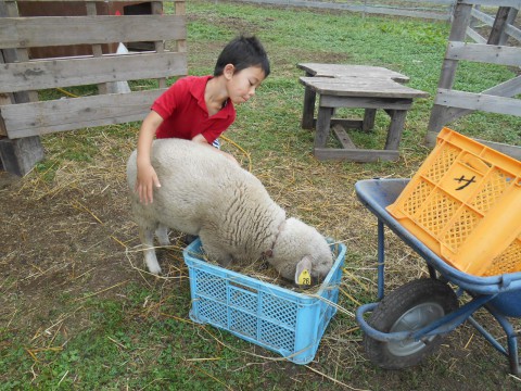 4月からの羊毛活動・・・展開中。