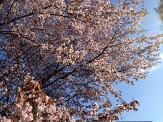カフェトライハート月曜日のランチ。