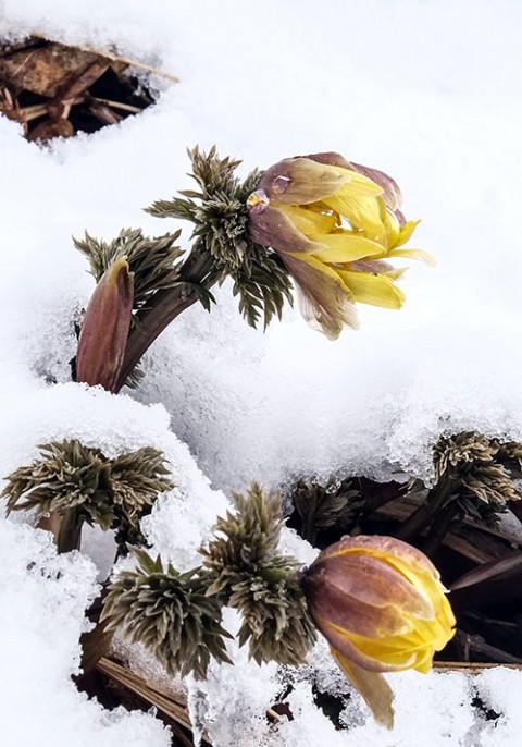 しょげるな花よ