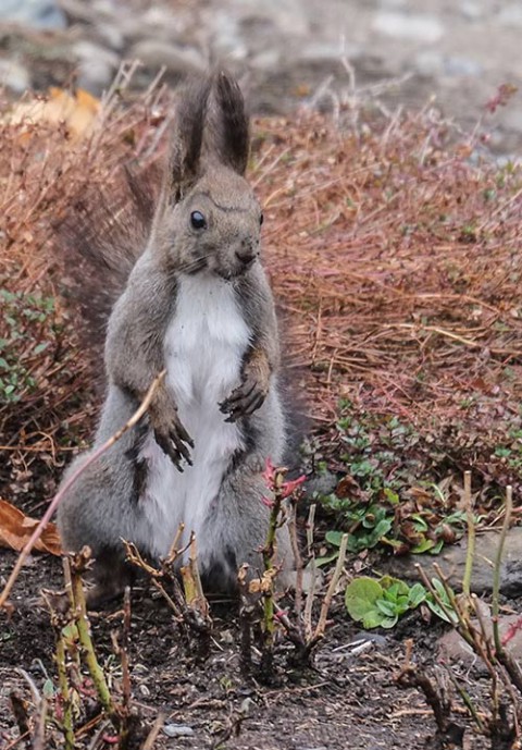 春のおやつ