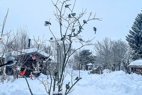 2022.01.27 小雪の朝