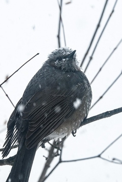 雪の朝にて