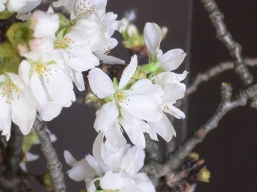 吉野桜...