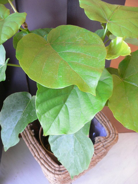 鉢物グリーン入荷です。
