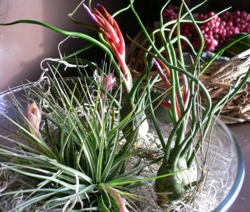 不思議な植物...チランジア