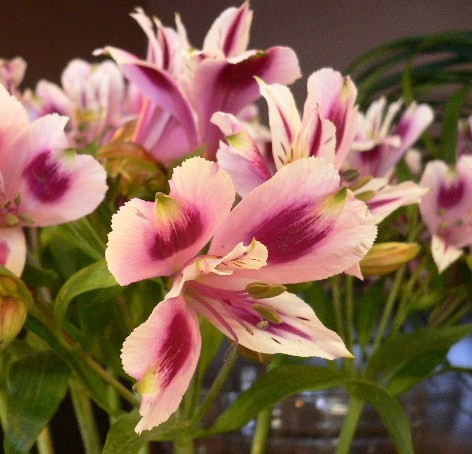 今日のお花は。。。