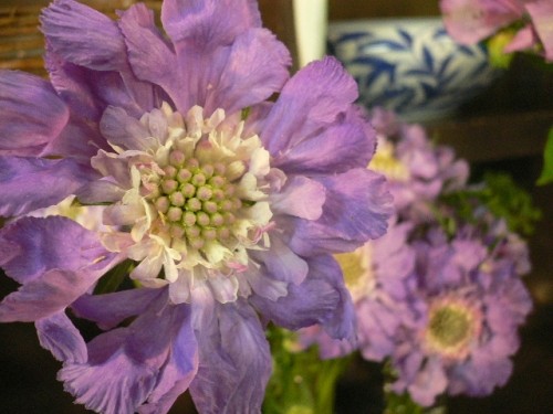 今日のお花は。。。
