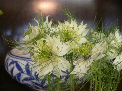 今日のお花は。。。