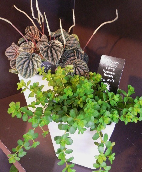 観葉植物が入荷しました。