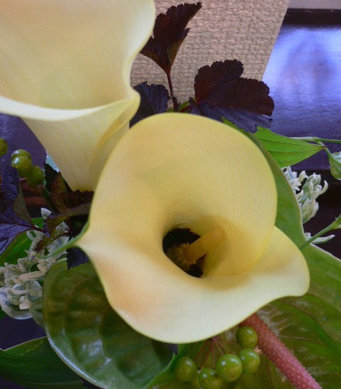 今日のお花は。。。ねむの木