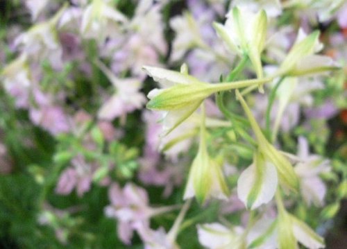 薄ピンクのお花にカラフルなお花たち。。。