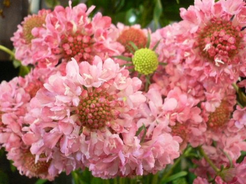 春の花たち。。。